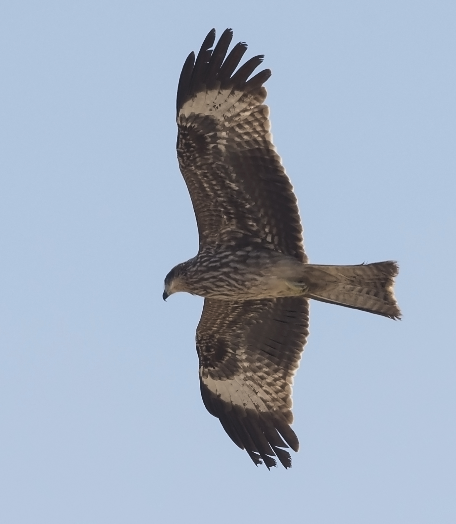 Black-eared Kite